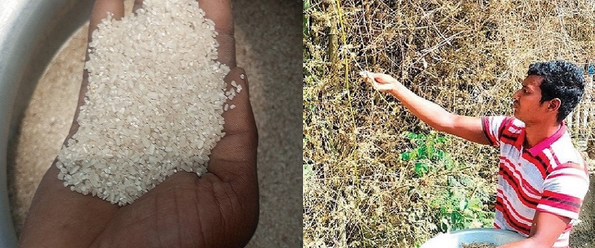 বাঁশের চাল কি আসলেই খাওয়ার উপযোগী?