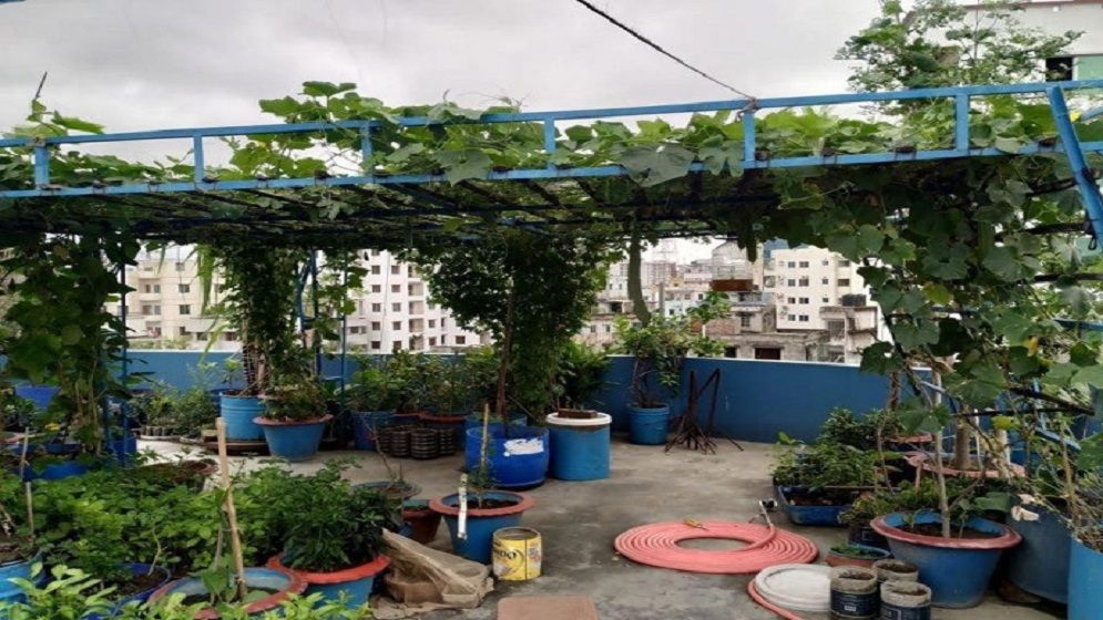 ধূসর ছাদে সবুজের ছোঁয়া
