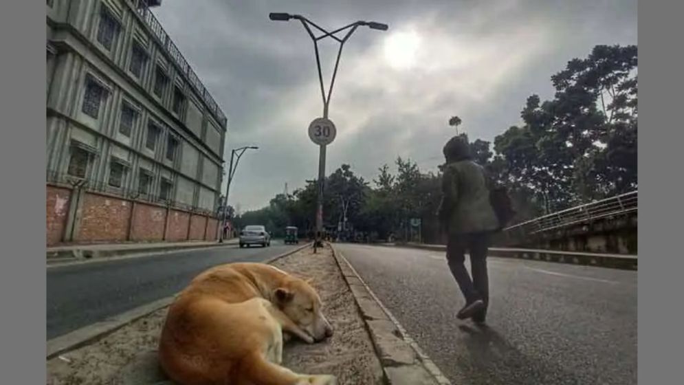 কুয়াশা ভেদ করে উঁকি দিল সূর্য