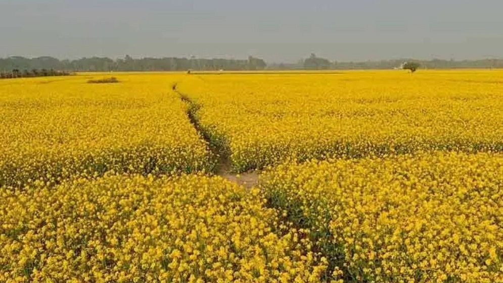 মাঠজুড়ে এখন সরিষা ফুলের সৌরভ
