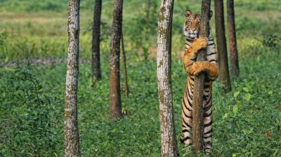 অরণ্যের রাজার এক ‘মায়াবী’ আলিঙ্গন