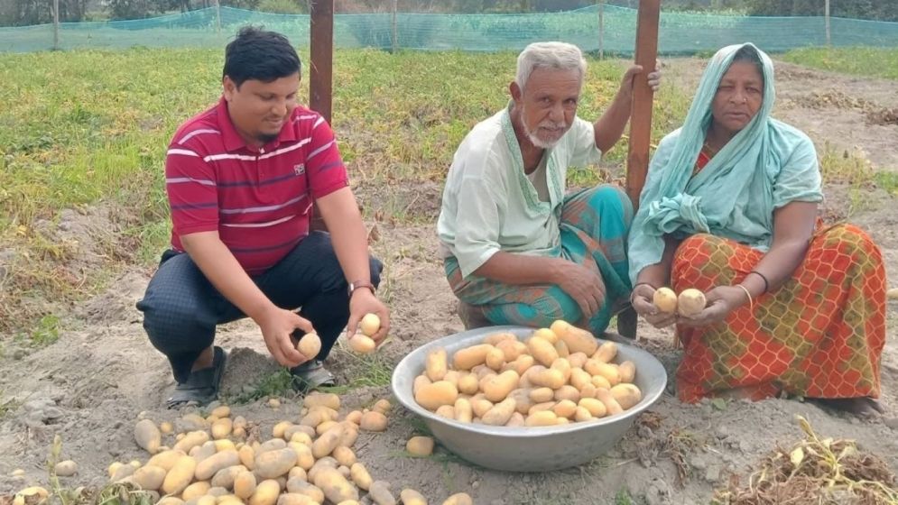ব্রাহ্মণবাড়িয়ার নবীনগরে সানসাইন আলু চাষে সাফল্য