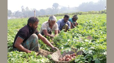 দিনাজপুরে আলুর বাম্পার ফলন, ন্যায্যমূল্য না পেয়ে দিশেহারা চাষিরা