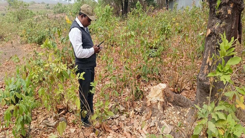 সুনামগঞ্জের বারেকটিলায় প্রকাশ্যে গাছ কাটার অভিযোগ, পরিবেশ বিপর্যয়ের আশঙ্কা