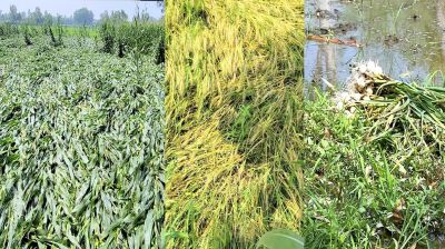 ঠাকুরগাঁওয়ে ঝড় ও শিলাবৃষ্টিতে ফসলের ব্যাপক ক্ষয়ক্ষতি