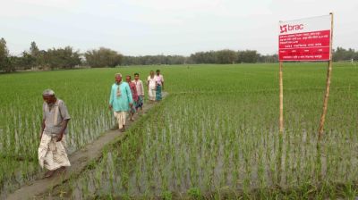 কৃষি ও সামাজিক খাতে ৫৩ কোটি টাকার বিশেষ কর্মসূচি ঘোষণা ব্র্যাকের