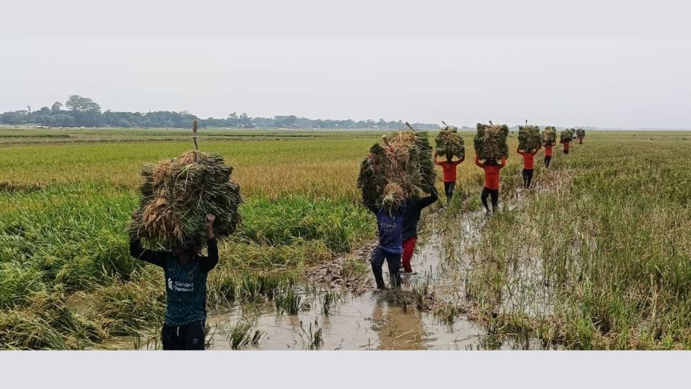 হাওরে ধানের ন্যায্য মূল্য নেই, বৃষ্টিতে নষ্ট হচ্ছে ফসল