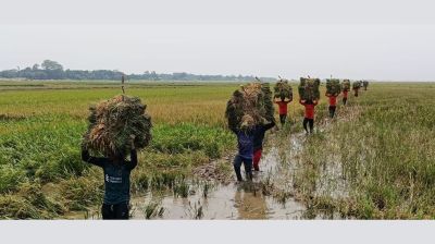 হাওরে ধানের ন্যায্য মূল্য নেই, বৃষ্টিতে নষ্ট হচ্ছে ফসল