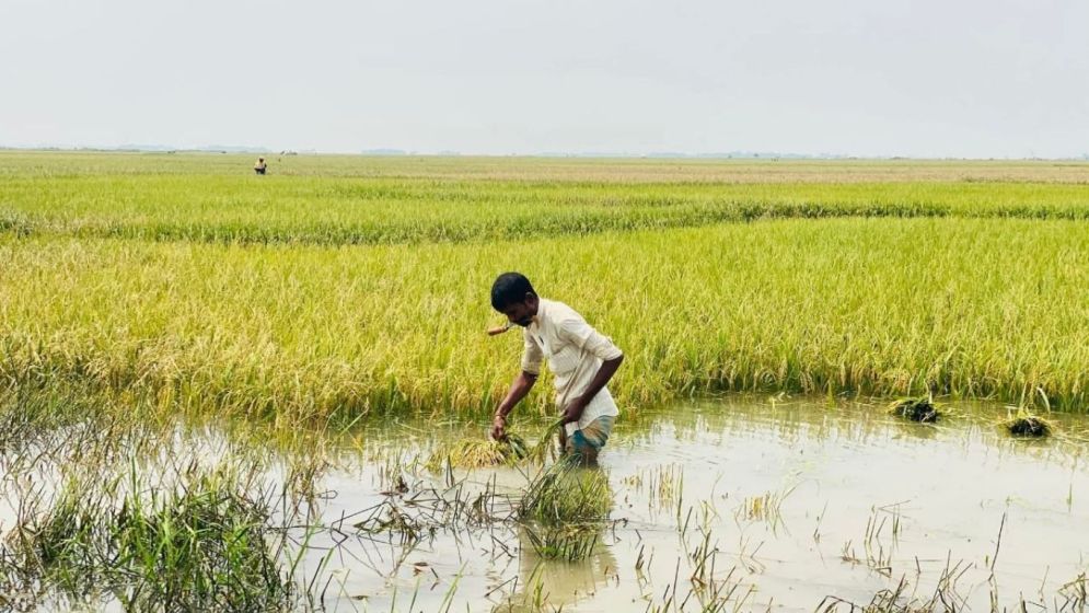 সুনামগঞ্জ হাওরে বন্যা, ঘরে ওঠার আগেই ডুবল ধান