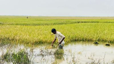 সুনামগঞ্জ হাওরে বন্যা, ঘরে ওঠার আগেই ডুবল ধান