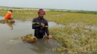 পাহাড়ি ঢলে ডুবল বোরো ধান, বিপাকে চাষি
