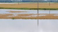 হবিগঞ্জের হাওরে বন্যার পানি, তলিয়ে গেছে পাকা ধান