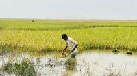 সুনামগঞ্জ হাওরে বন্যা, ঘরে ওঠার আগেই ডুবল ধান