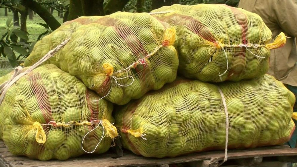 ঝড়-বৃষ্টিতে ঝরছে হাঁড়িভাঙ্গা আম, লোকসানের মুখে চাষীরা