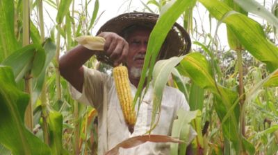 ভুট্টায় ভাগ্য বদলাচ্ছে হাজারও কৃষকের