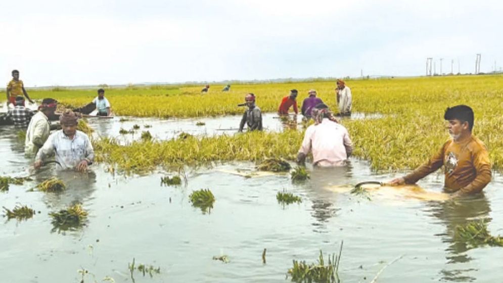 লাখ হেক্টর জমির ফসল পানির নিচে