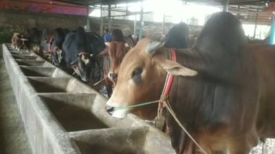 কোরবানির পশু প্রস্তুত করতে ব্যস্ত ব্রাহ্মণবাড়িয়ার খামারিরা