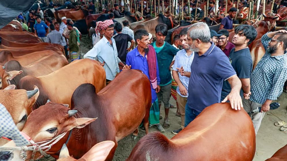 কোরবানিতে দেশব্যাপী পশুর হাট বসছে ৩ হাজার ৬০০টি, রাজধানীতে ২৭