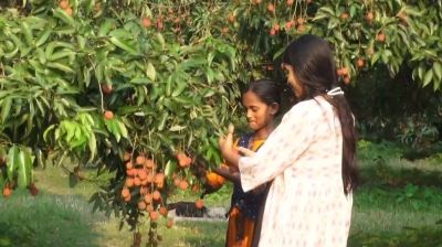 ৮ বিঘার বাগানে টাকা ছাড়াই ইচ্ছেমতো লিচু খাচ্ছেন সবাই