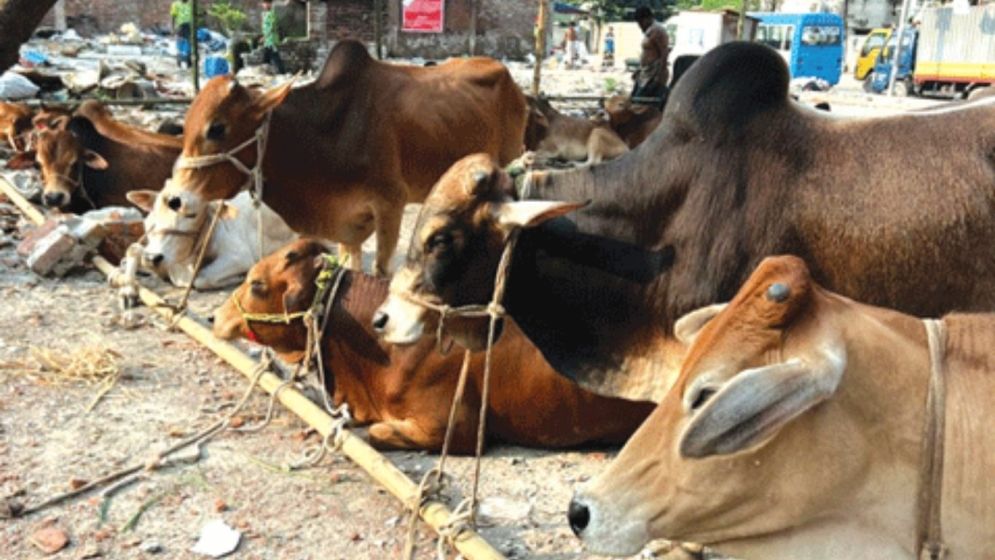 জমে উঠছে কোরবানির পশুর হাট, চাহিদা বেশি মাঝারি গরুর