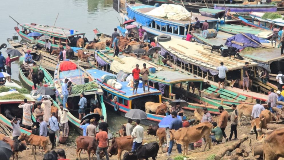 ঈদের আগে রাঙামাটিতে জমজমাট ভাসমান পশুর হাট