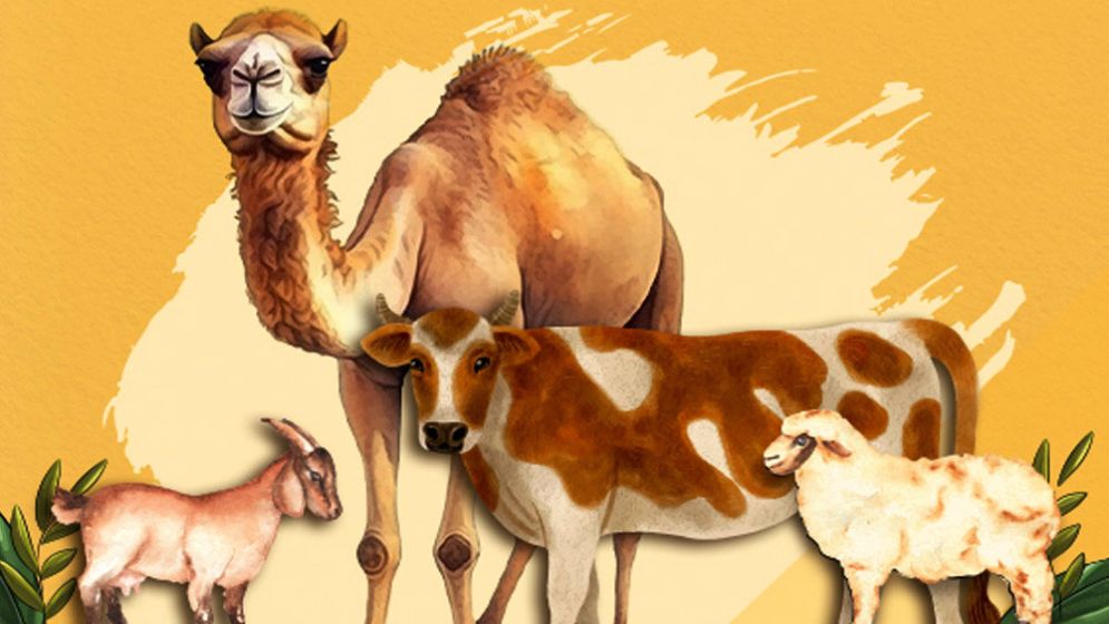 একই পশু দিয়ে আকিকা ও কোরবানি দেওয়া যাবে?