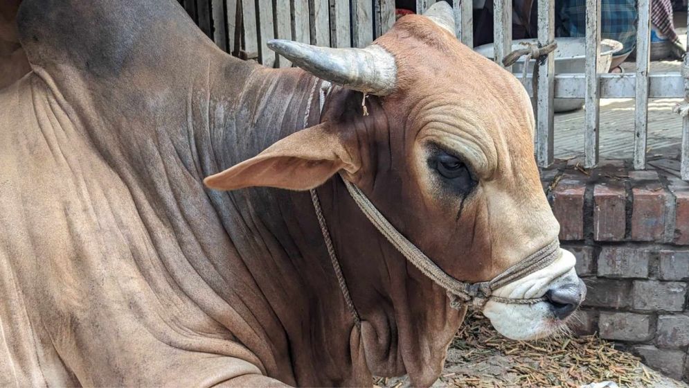 কোরবানির বাজারে দাম বাড়াতে ‘ভাইরাল’ হতে হচ্ছে পশুকেও
