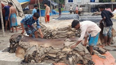 চামড়ার বাজারে ধস, লোকসানের মুখে মৌসুমি ব্যবসায়ীরা