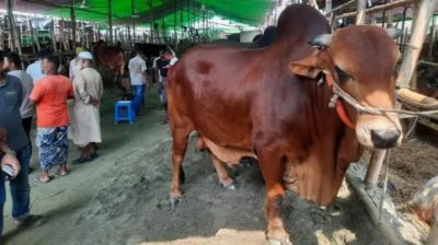 ঋণ নিয়ে কোরবানি দেওয়া যাবে কি?