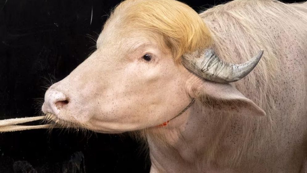 ‘ডোনাল্ড ট্রাম্প’ নামে ভাইরাল মহিষটি কি আসলেই বিরল প্রজাতির?