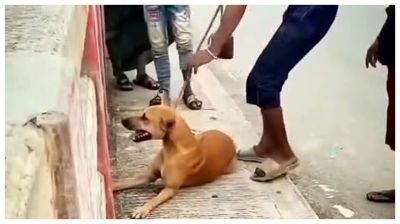 নরসিংদীতে কুকুরকে ইট বেঁধে নদীতে ফেলার ঘটনায় যুবক আটক