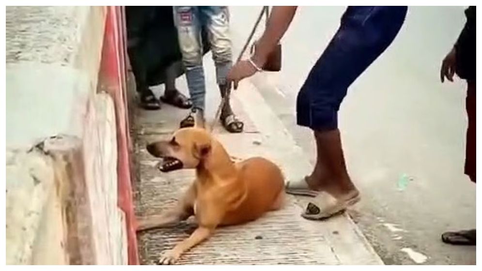 নরসিংদীতে কুকুরকে ইট বেঁধে নদীতে ফেলার ঘটনায় যুবক আটক