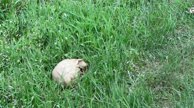 তারাগঞ্জে তিস্তা সেচ ক্যানেলের পাশে অজ্ঞাত ব্যক্তির কঙ্কাল উদ্ধার