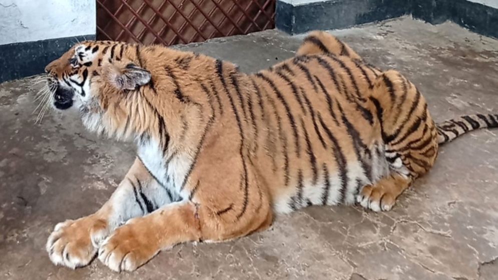রবিবার বাঘিনী যাচ্ছে সুন্দরবনে