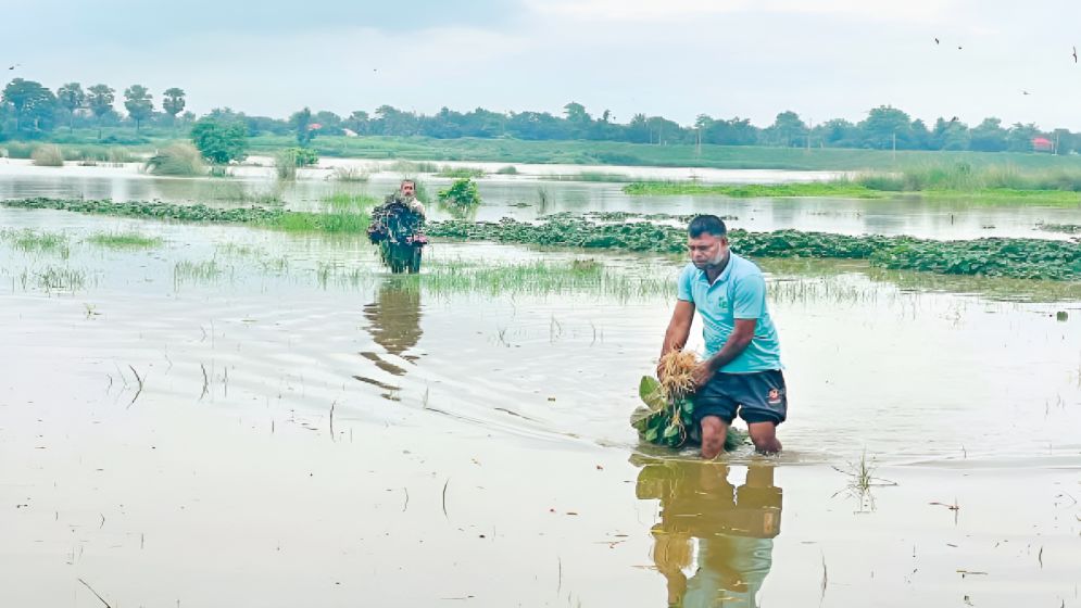 আট জেলায় পানির নিচে ২০ হাজার হেক্টর জমির ফসল