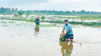 আট জেলায় পানির নিচে ২০ হাজার হেক্টর জমির ফসল