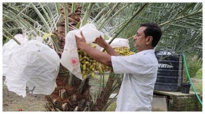 মরুভূমির খেজুর ফলিয়ে তাক লাগালেন পাবনার সাইফুদ্দিন হিরুক