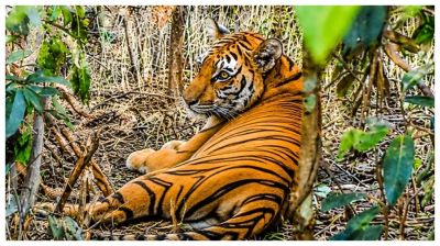 ছয় মাস পর সুন্দরবনে ফিরল ফাঁদে আটকে পড়া সেই বাঘিনী