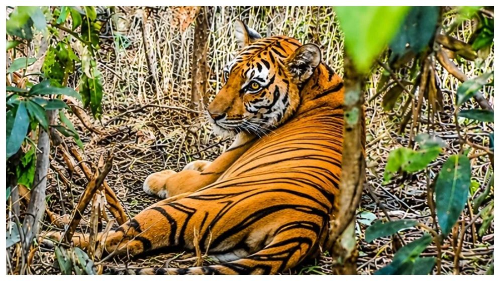 ছয় মাস পর সুন্দরবনে ফিরল ফাঁদে আটকে পড়া সেই বাঘিনী