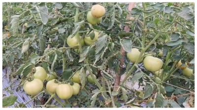 ব্রাহ্মণবাড়িয়ায় জনপ্রিয় হয়ে উঠেছে মালচিং পদ্ধতিতে গ্রীষ্মকালীন টমেটোর আবাদ