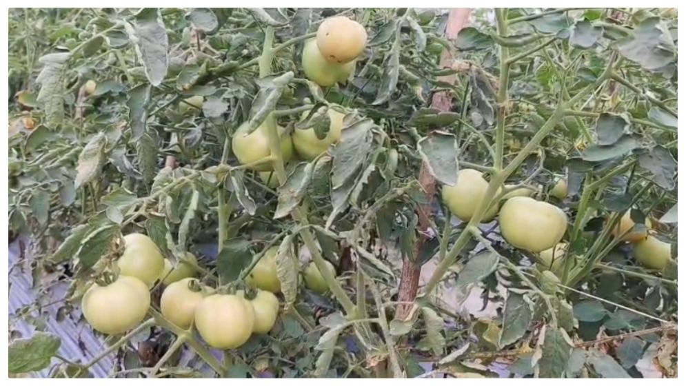 ব্রাহ্মণবাড়িয়ায় জনপ্রিয় হয়ে উঠেছে মালচিং পদ্ধতিতে গ্রীষ্মকালীন টমেটোর আবাদ