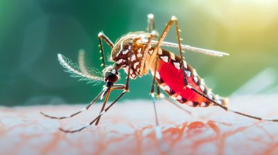 শঙ্কা বাড়াচ্ছে ডেঙ্গু