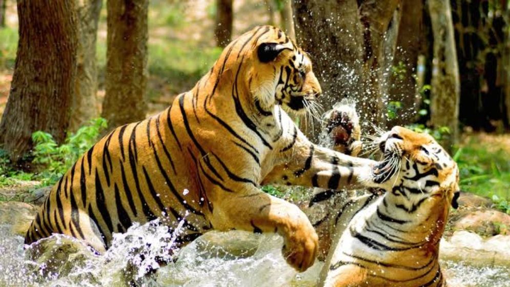 বিশ্ব বাঘ দিবস আজ
