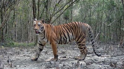 সুন্দরবনে বাড়ছে বাঘের সংখ্যা, কমছে লোকালয়ে প্রবেশ