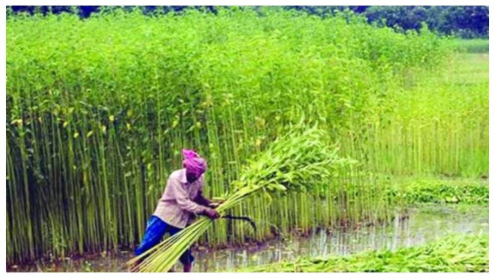 অতিবৃষ্টিতে পাটগাছের স্বাভাবিক বৃদ্ধি ব্যাহত, দুশ্চিন্তায় লালমনিরহাটের কৃষক