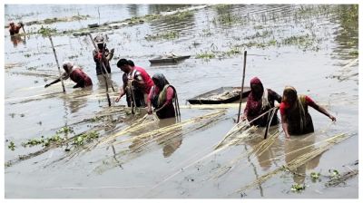 তাড়াশে পাটের বাম্পার ফলন, কৃষকের মুখে হাসি