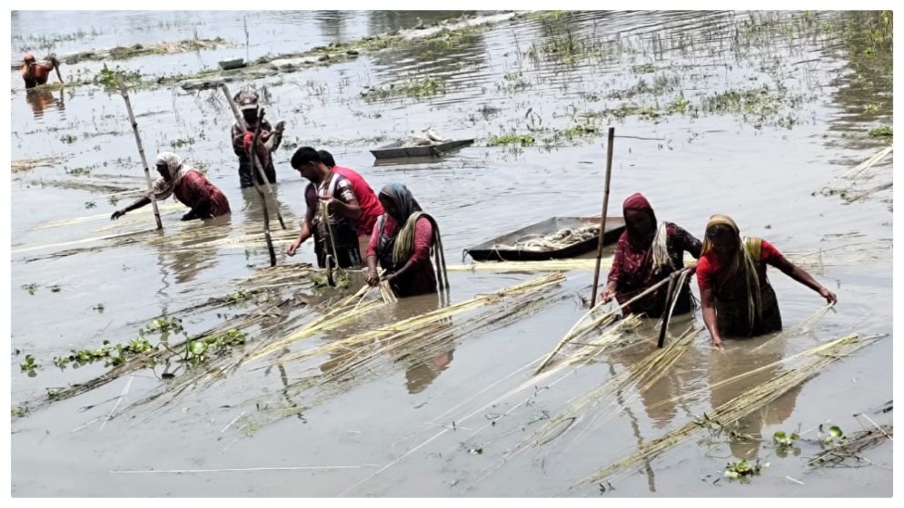 তাড়াশে পাটের বাম্পার ফলন, কৃষকের মুখে হাসি