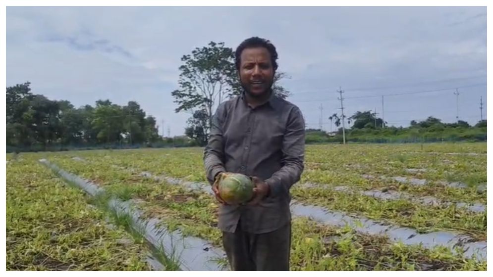 বিরূপ আবহাওয়ায় ব্রাহ্মণবাড়িয়ায় তরমুজ চাষে বড় ধাক্কা