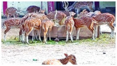 রংপুর চিড়িয়াখানায় হরিণের সংখ্যায় গরমিল