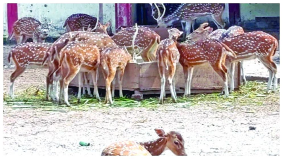 রংপুর চিড়িয়াখানায় হরিণের সংখ্যায় গরমিল